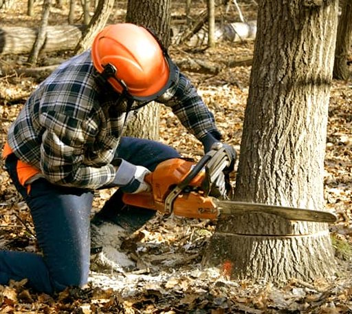 Tree Removal in Zanesville, IN